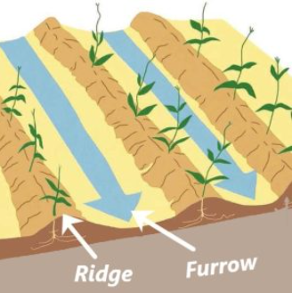 furrow irrigation for trees