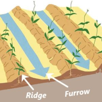 furrow irrigation